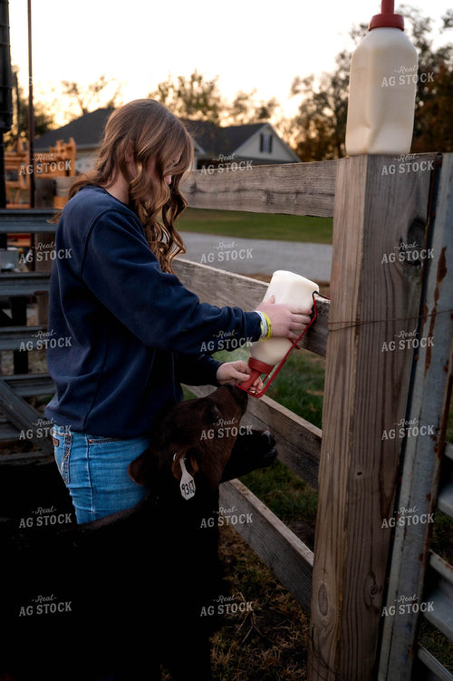 Female Farmer Feeding Bottle Calves 115511