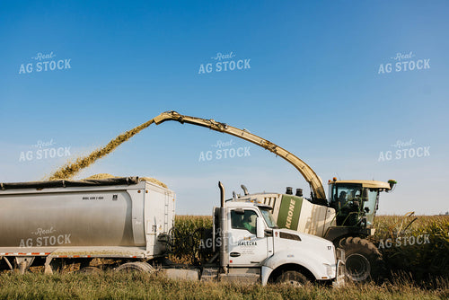Chopping Corn Silage 152531