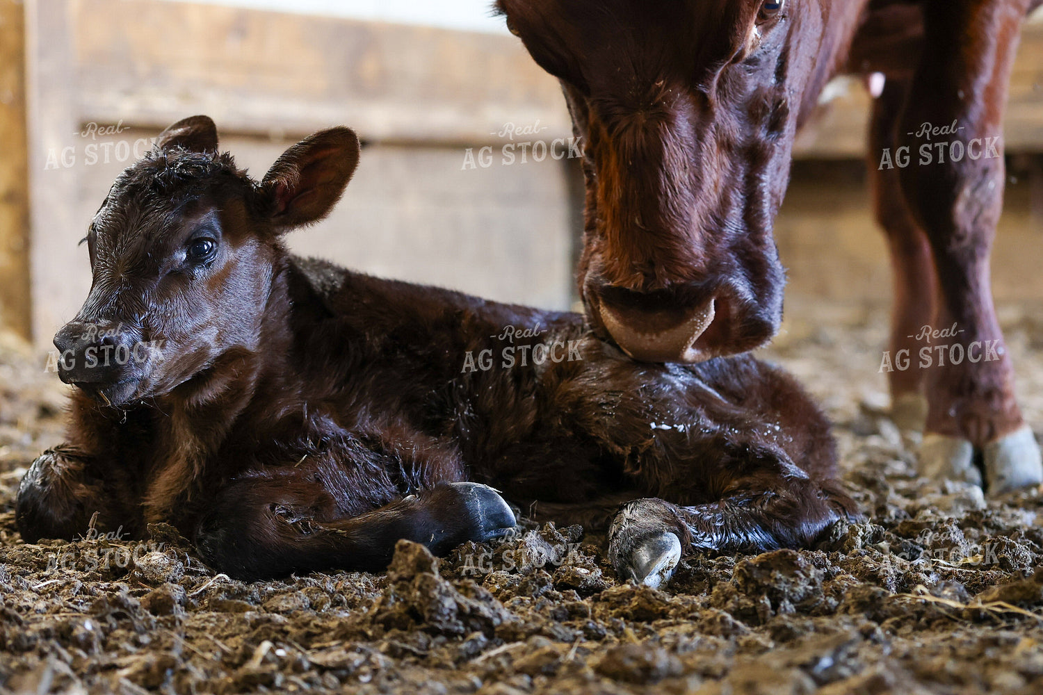 Angus Cow Calf Pair 160400