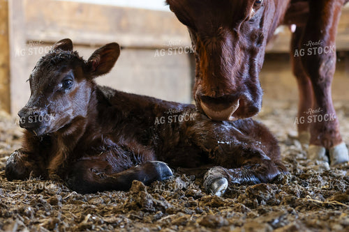 Angus Cow Calf Pair 160400