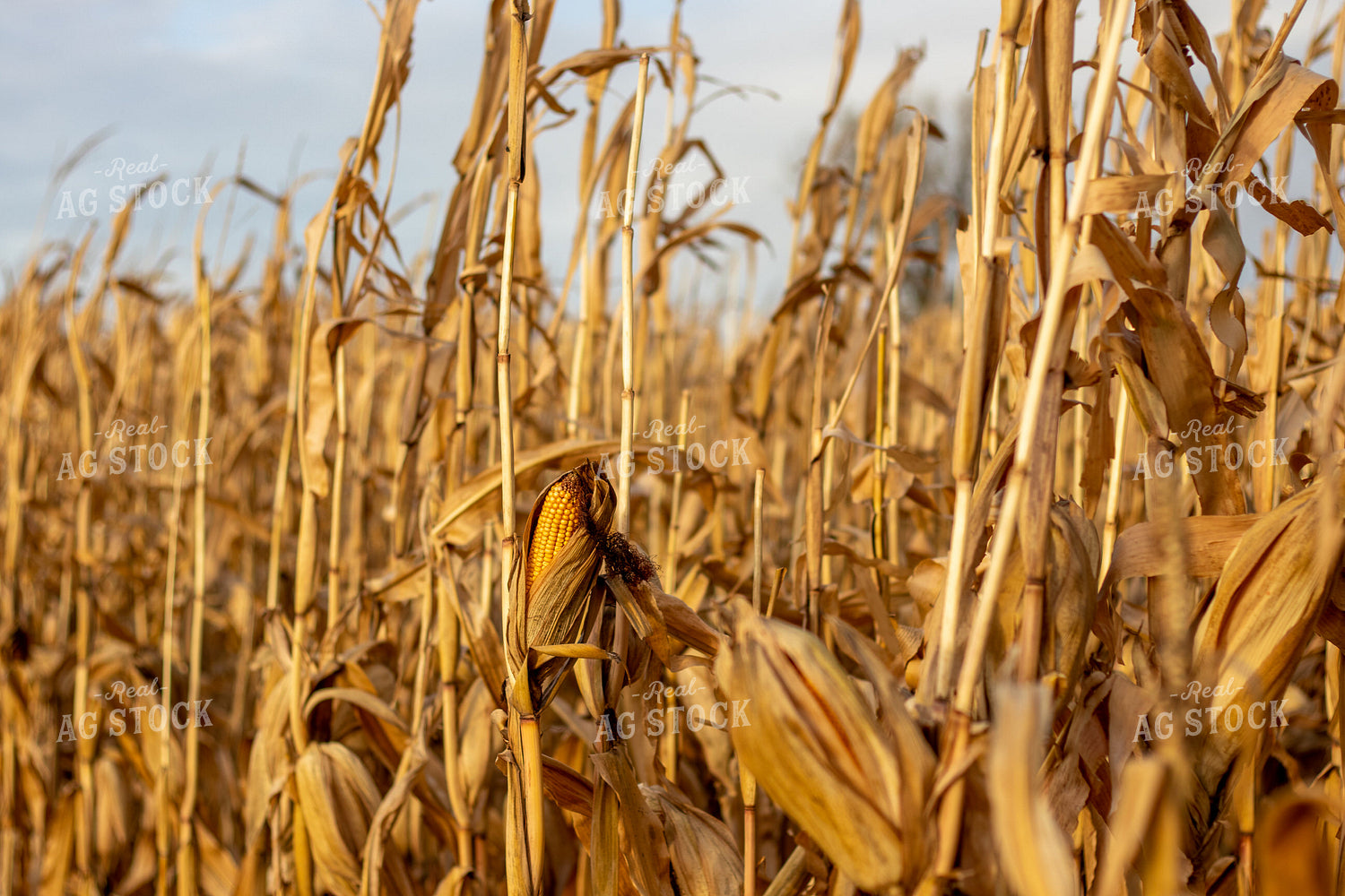 Dried Corn Field 67170