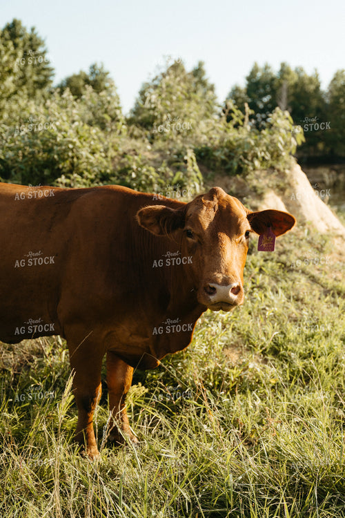 Cattle on Pature 125306