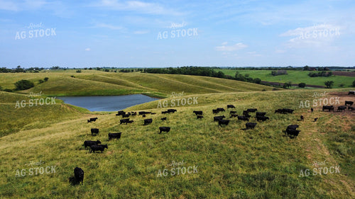 Aerial of Cattle on Pasture 215003