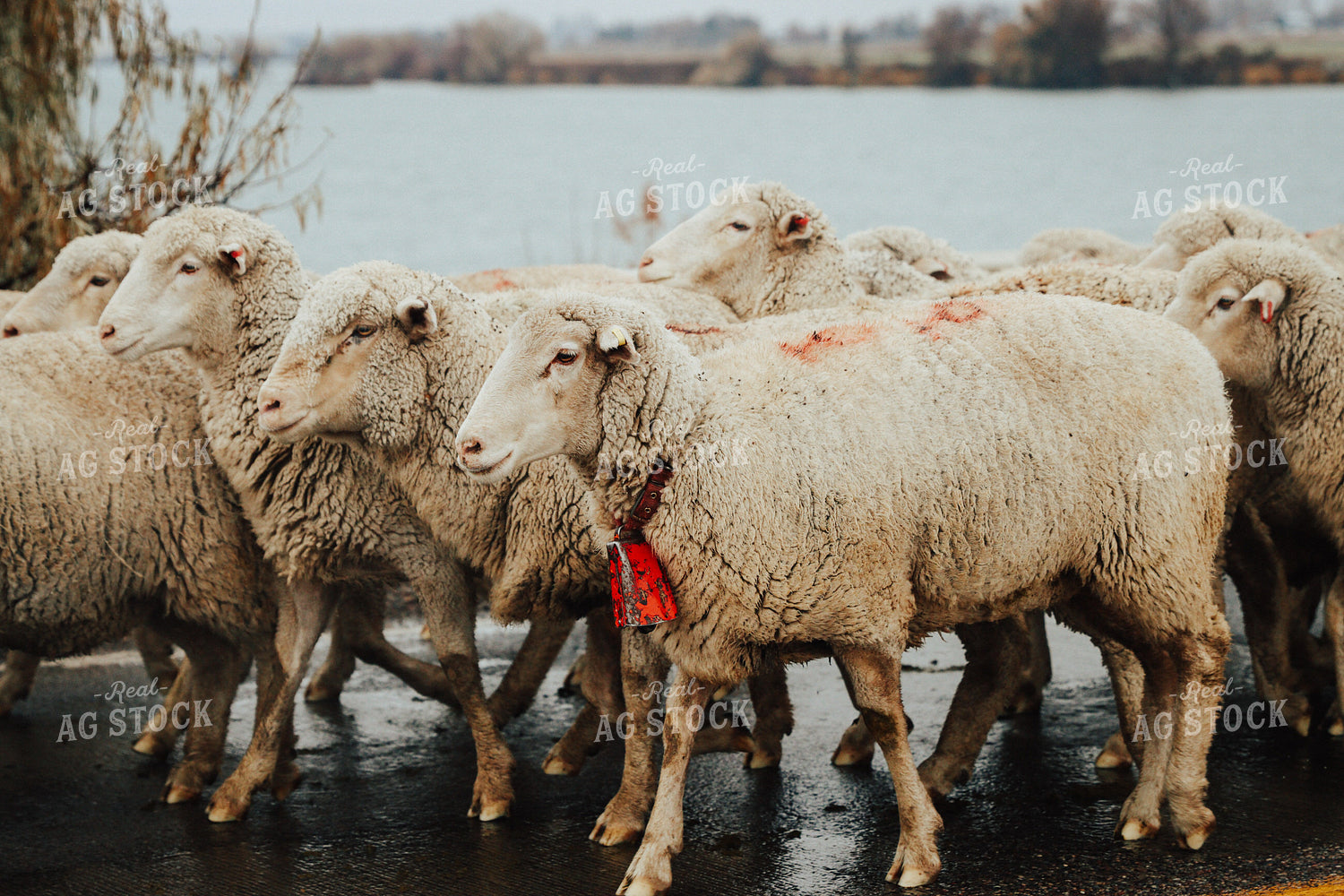 Sheep Crossing Road 83105