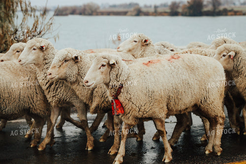 Sheep Crossing Road 83105