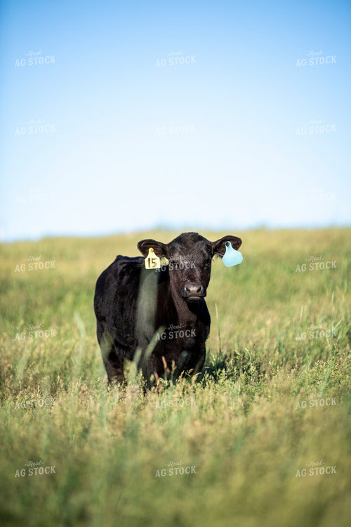 Angus Calf 197020