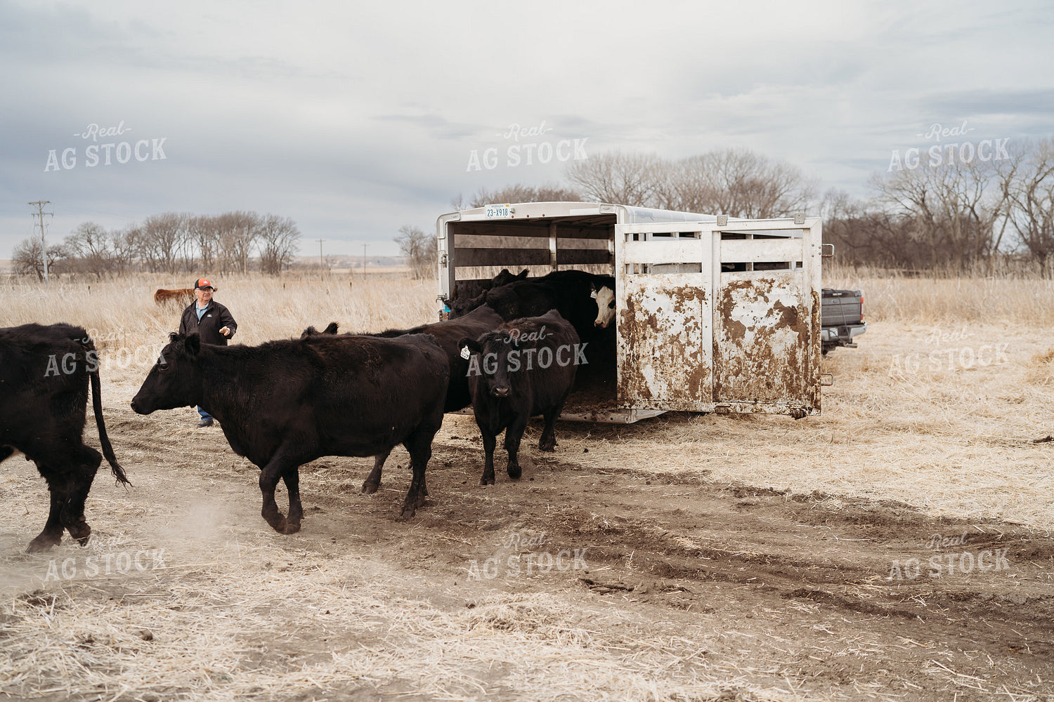 Unloading Cows on Pasture 196222