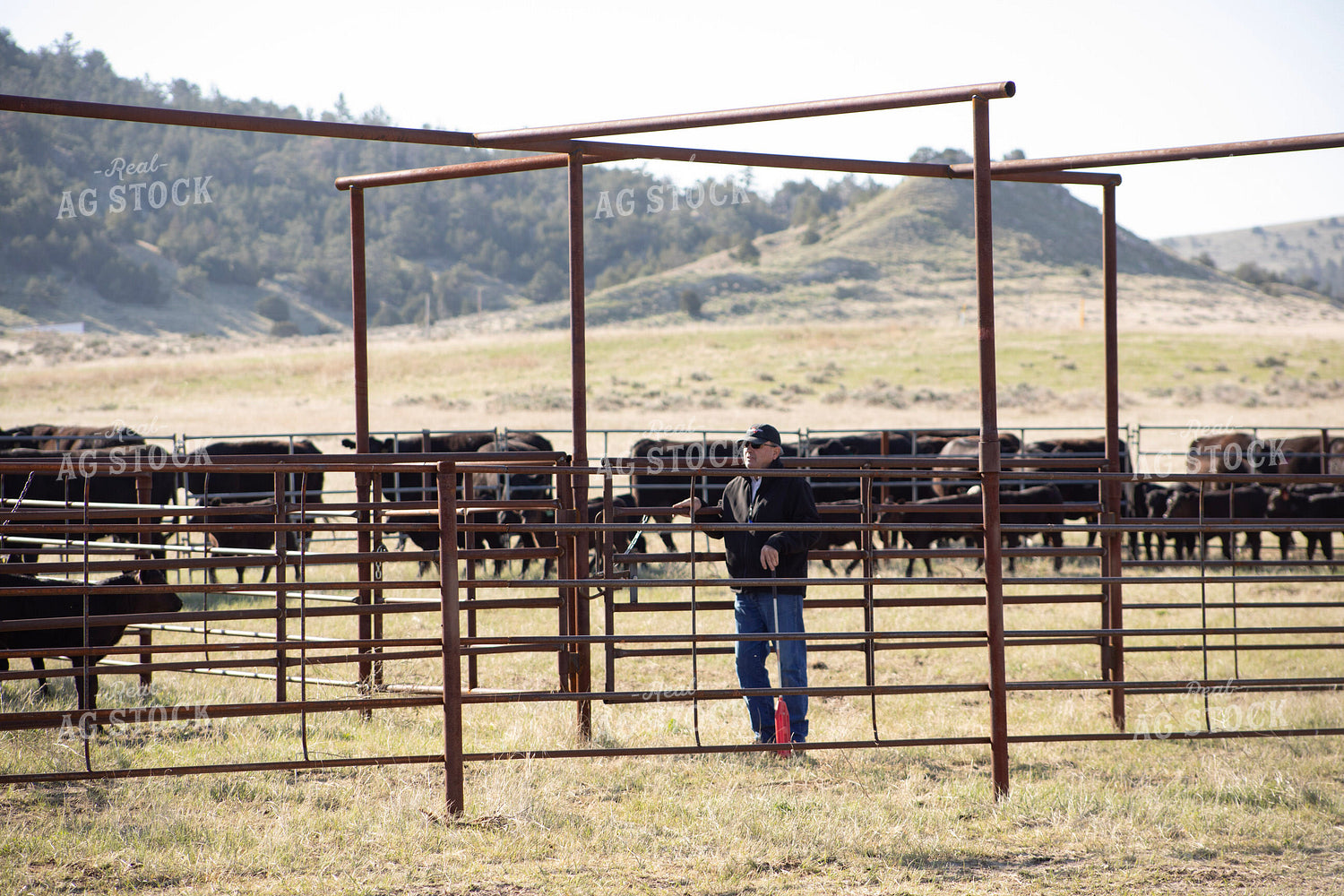 Working Cattle 117149