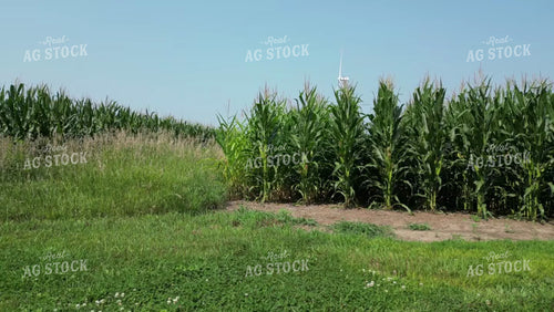 Aerial of Midseason Corn Field 268035