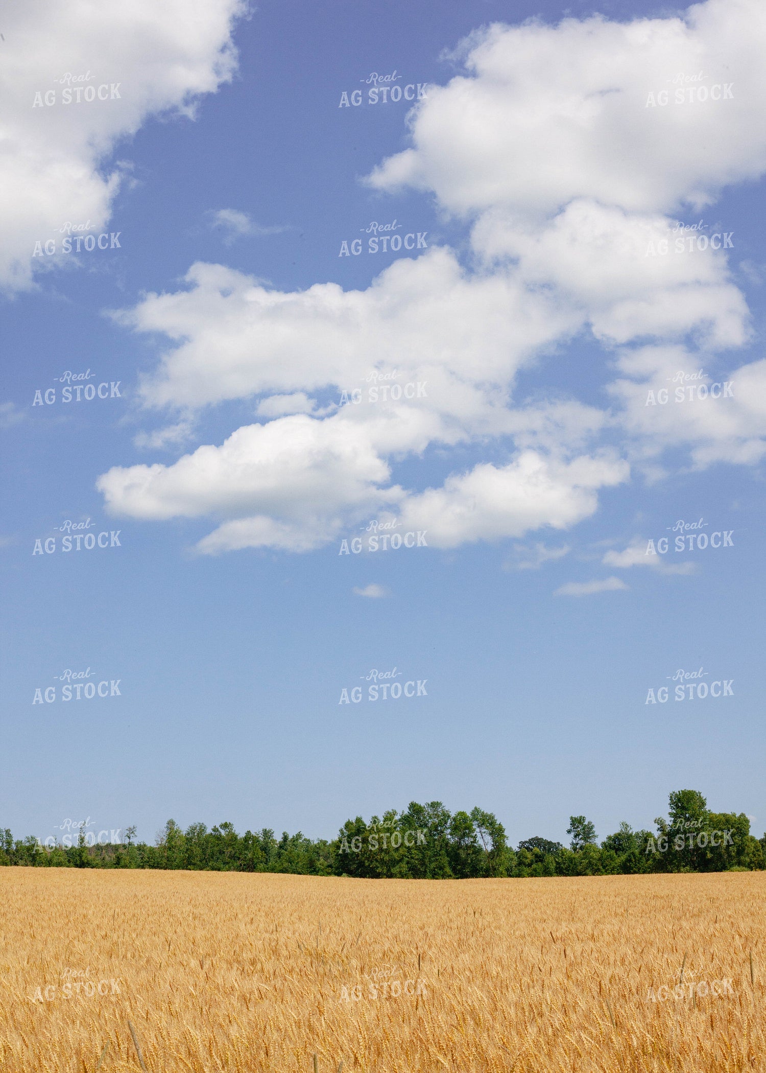 Open Dried Wheat Field 132008