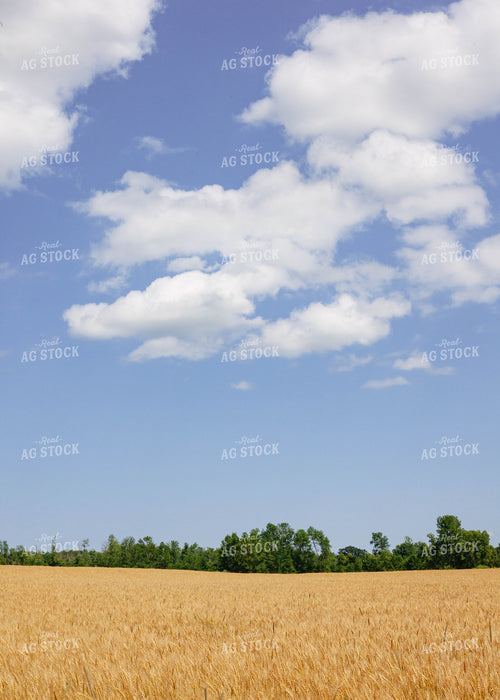Open Dried Wheat Field 132008