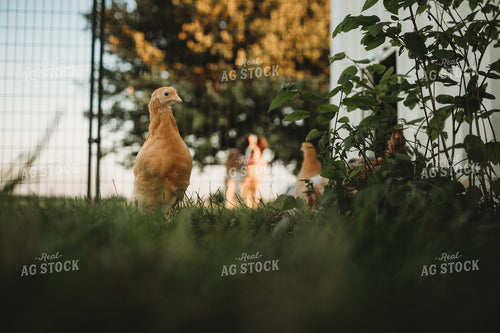 Adolescent Chickens 4299