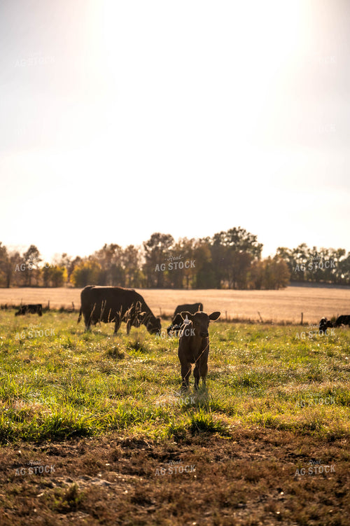 Black Angus Cow Calf Pairs 115468