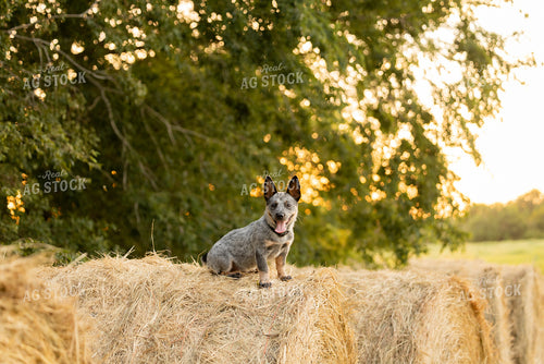 Heeler on Hay Bale 143027