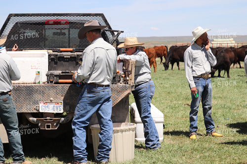 Working Cattle 102140