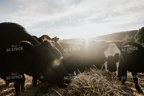 Angus Cattle Eating Hay Sunflare 66043