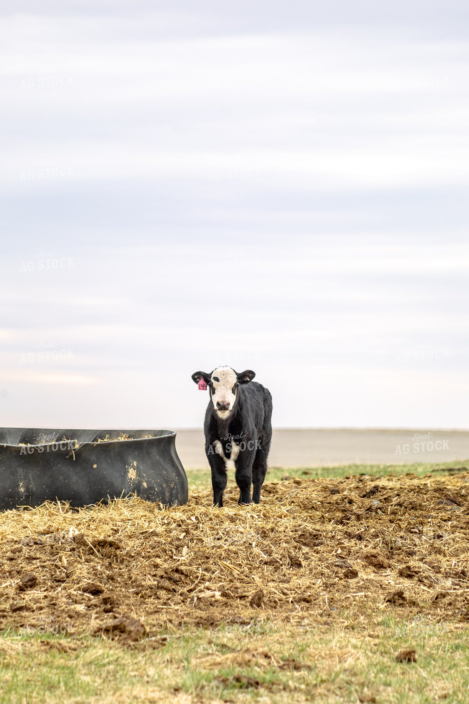 Black Baldy Calf 155704