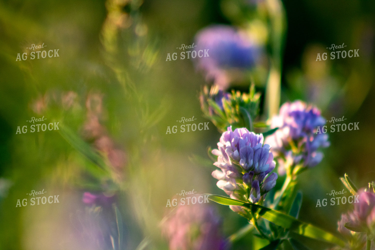 Alfalfa Close Up 214322
