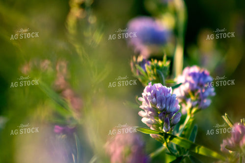 Alfalfa Close Up 214322