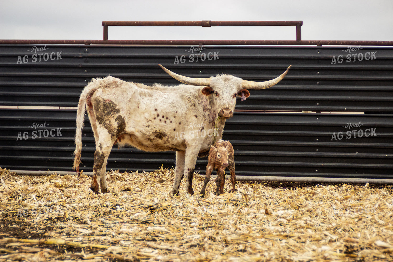 Longhorn Cow Calf Pair 155166