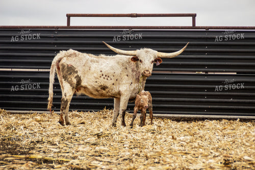 Longhorn Cow Calf Pair 155166