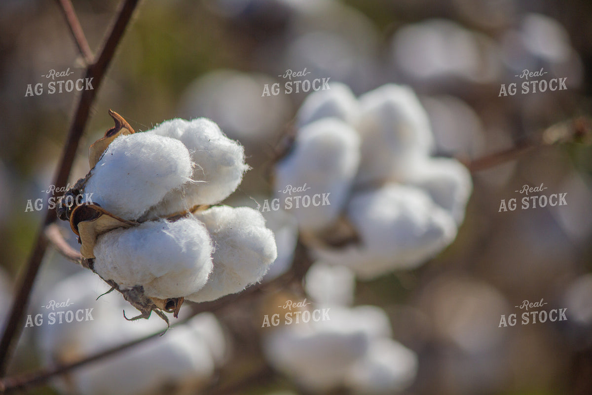 Cotton Bolls 291075