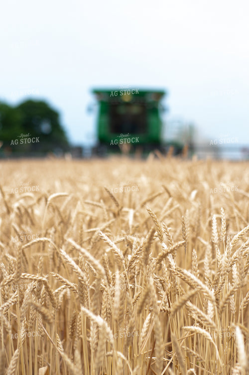Wheat Harvest 103045