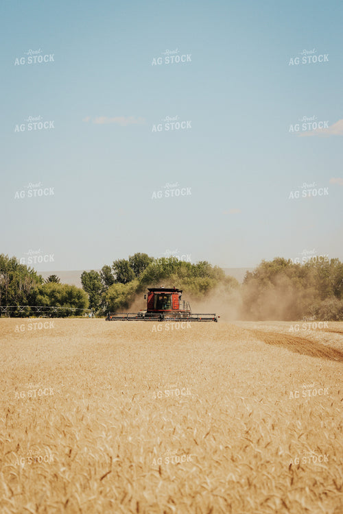 Wheat Harvest 83115