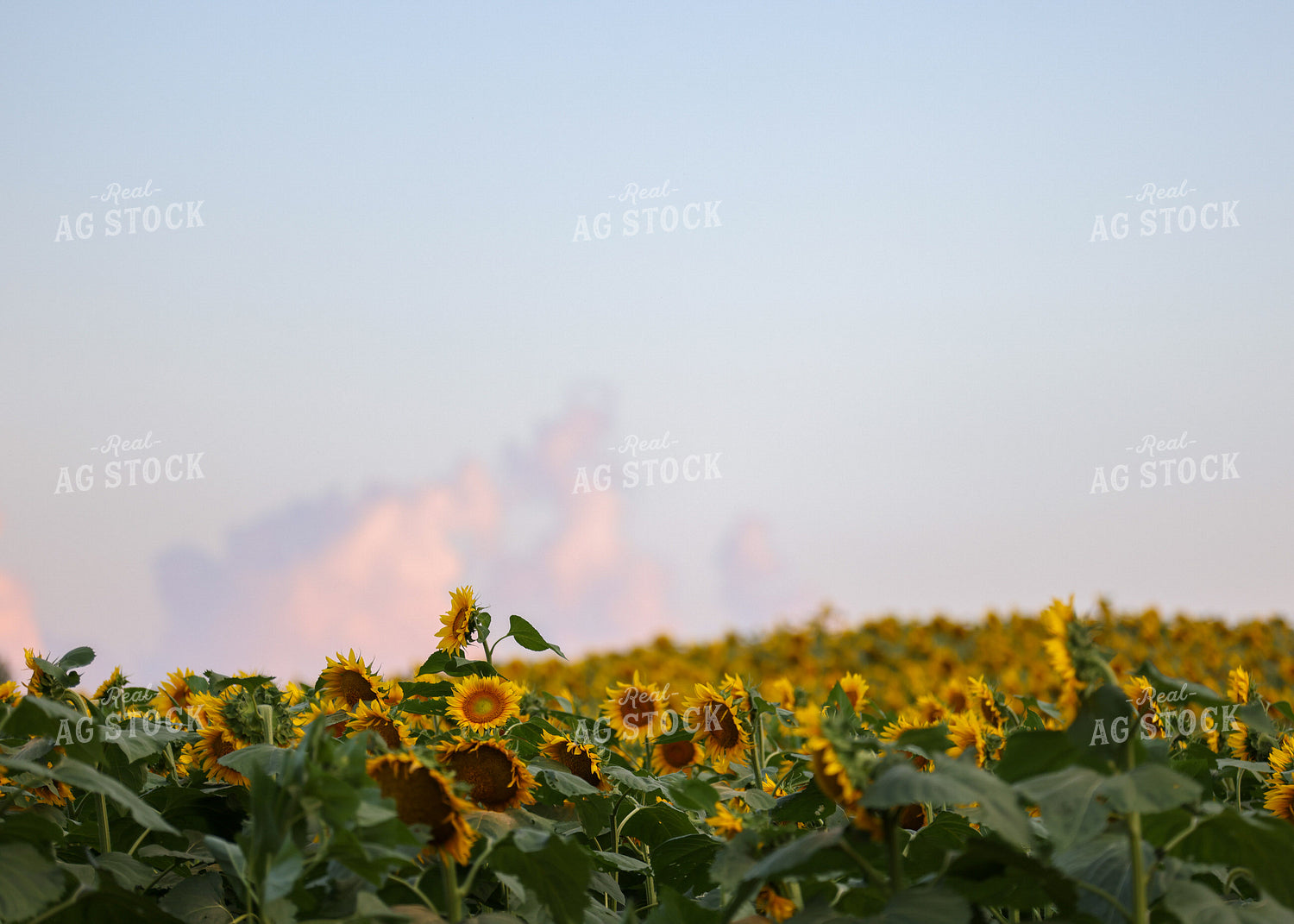Sunflowers 160191