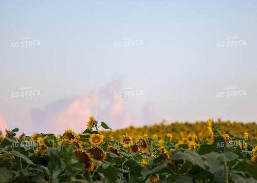 Sunflowers 160191