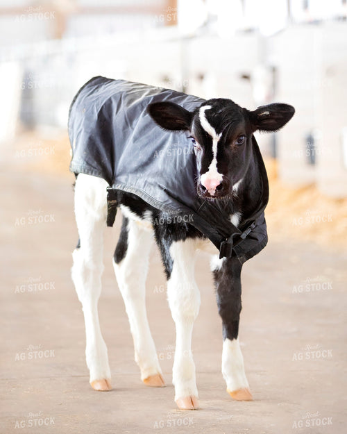 Holstein Calf with Coat 55156