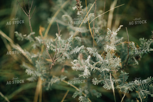 Sand Hills Pasture 53028