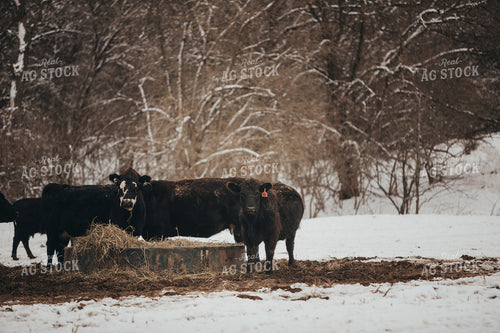 Angus Cattle Eating Hay in Snowy Pasture 3750