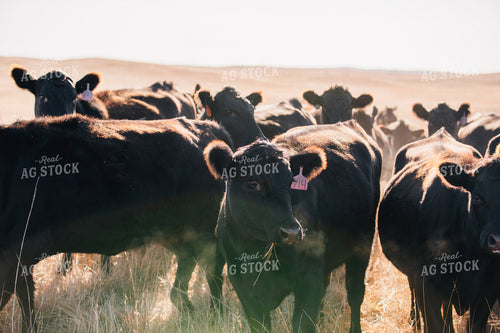 Cattle in Pasture 53069