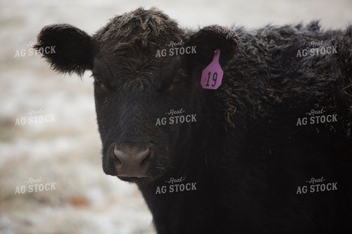 Cattle 1673
