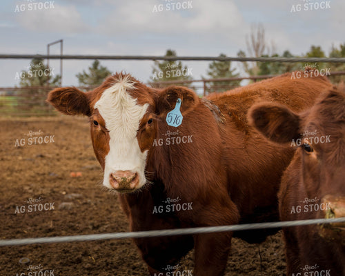 Cattle in Farmyard 97068