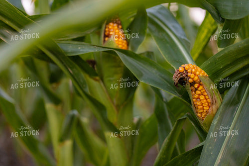 Corn Ears in Drought 233043