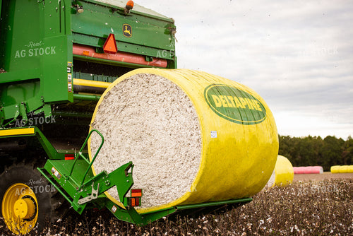 Cotton Harvest 136156