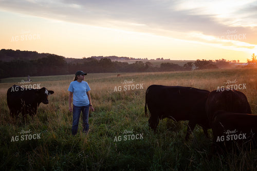 Cattle Producer Checking Cattle on Pasture 268367