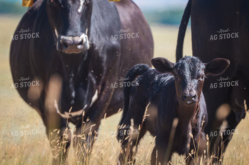 Cow Calf Pairs on Pasture 261122