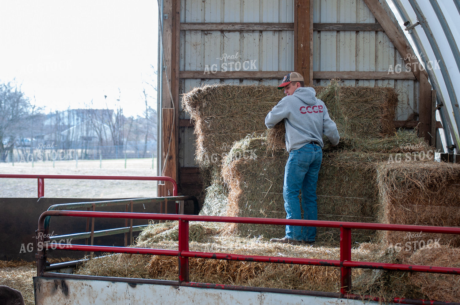 Farmer Putting Down Hay 103090