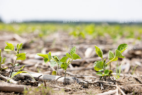 Early Growth Soybeans 178125