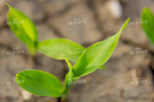 Early Growth Corn 291036