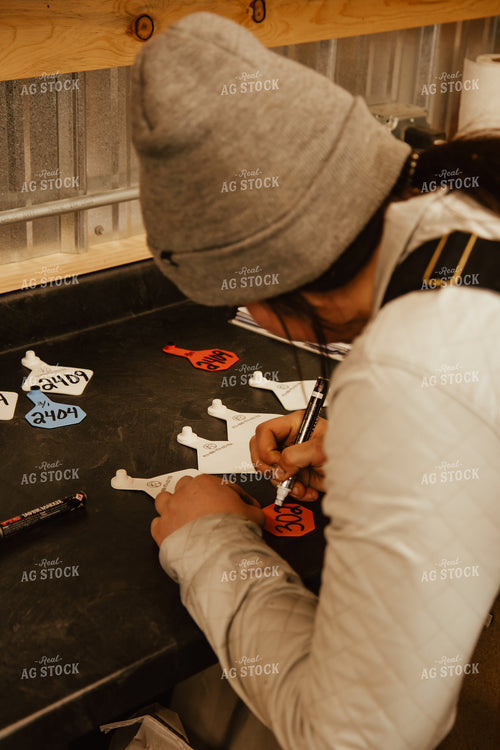 Preparing Ear Tags 67633