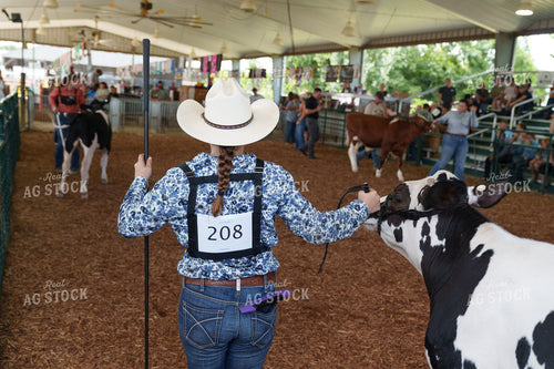 Showing Cattle 52924