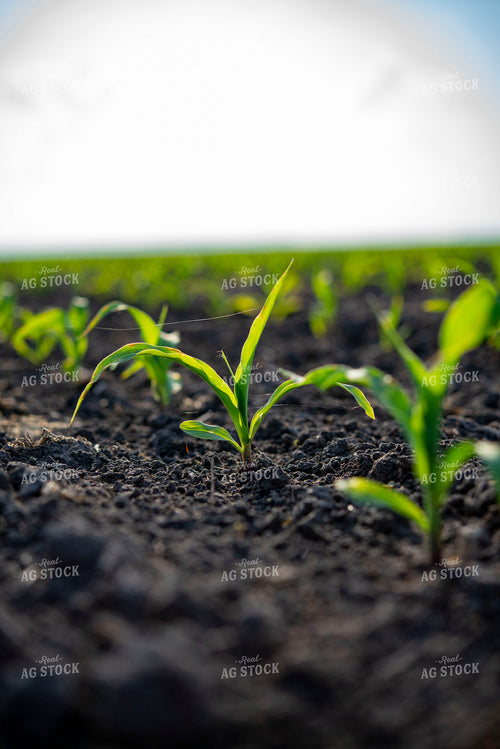 Early Growth Corn Plant 136087