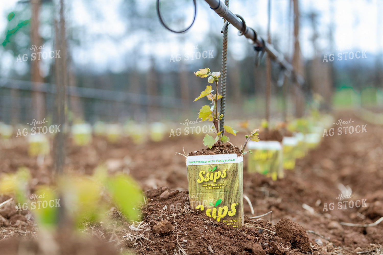 Vineyard Grape Production 107022