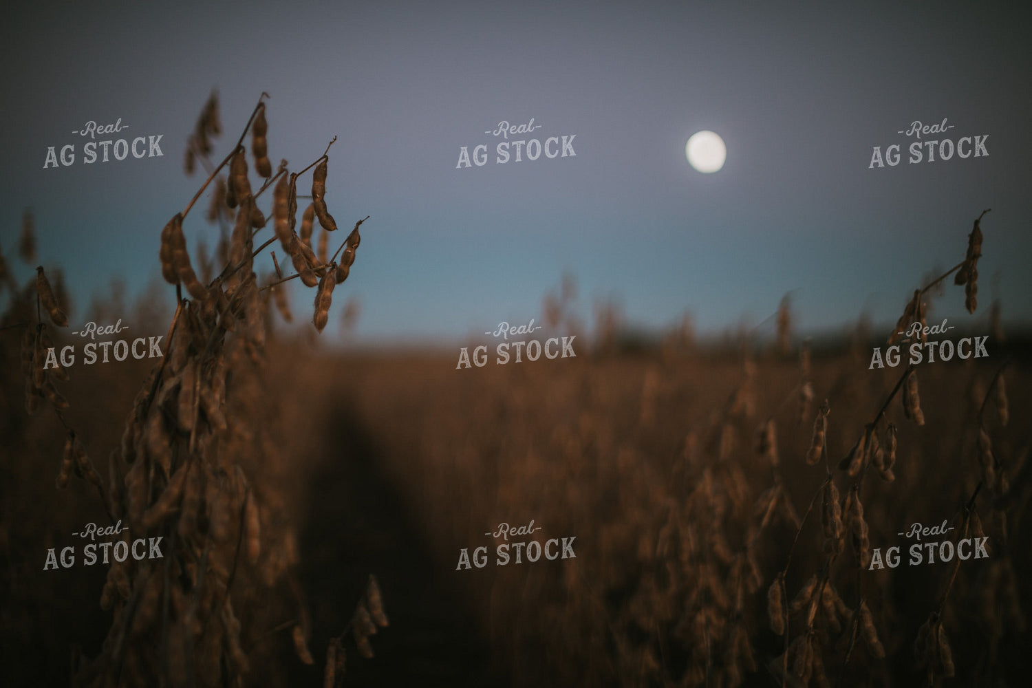 Soybean Field with Moon at Harvest 5177