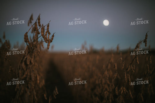 Soybean Field with Moon at Harvest 5177