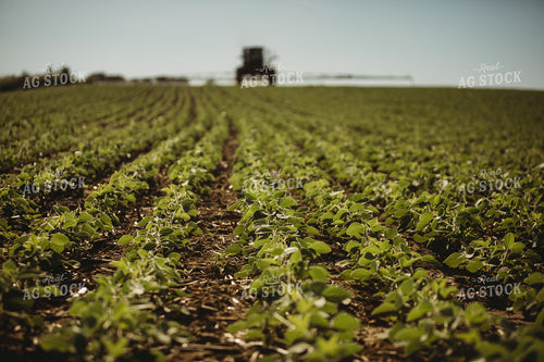 Soybean Field with Sprayer in Background 4354